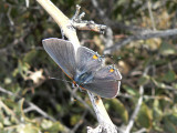 Gray Hairstreak (Strymon melinus franki)