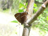 Thicket Hairstreak (Callophrys spinetorum spinetorum)