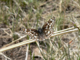 Mountain Checkered-Skipper (Pyrgus xanthus)