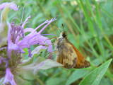 Taxiles Skipper (Poanes taxiles)