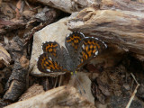 Nais Metalmark (Apodemia nais)