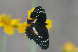 Bordered Patch (Chlosyne lacinia crocale)