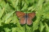 Ruddy Copper (Lycaena rubidus perkinsorum)