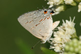 Leda Ministreak (Ministrymon leda)