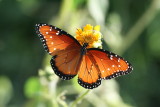 Queen (Danaus gilippus thersippus)