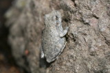 Canyon  Tree Frog