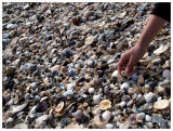 I pick seashells at the seashore