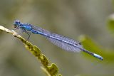 Azure Damselfly,  Srlig blvannymfe, Coenagrion puella, Male