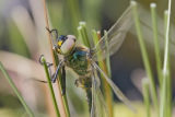 Brilliant Emerald, Vanlig metall yenstikker, Somatochlora metallica