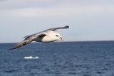 Northern Fulmar3.JPG