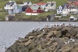 Seagulls in Tvroyri, Suduroy