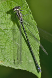 Blue-tailed Damselfly, Kystvannymfe, Ischnura elegans