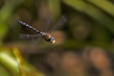 Flying Dragonflies