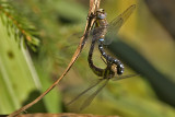 Migrant Hawker,  Hst yenstikker, Aeshna mixta