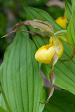 Yellow Lady's Slipper Orchid