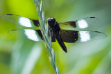 Widow Skimmer Dragonfly