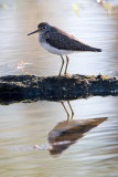 Sandpiper