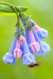 Virginia Bluebells with Wasp