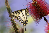 Western Tiger Swallowtail (<em>Papilio rutulus</em>)