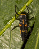 Convergent Ladybird Beetle (<em>Hippodamia convergens</em>)