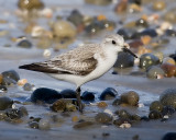 Sanderling