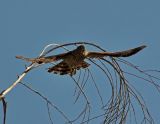 Coopers Hawk