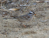 White-crowned Sparrow