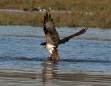 Osprey