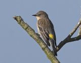 Yellow-rumped Warbler Audobons Warbler