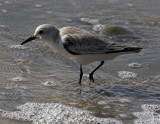 Sanderlings