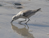 Sanderling