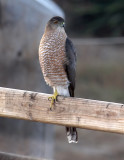 Coopers Hawk