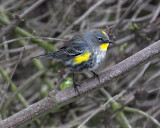 Yellow-rumped Warbler Audobons Warbler