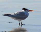 Royal Tern