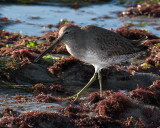 Short Billed Dowitcher