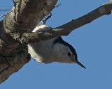White-breasted Nuthatch - male