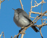 blue-gray Gnatcatcher