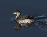 Eared Grebe