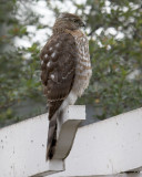 Sharp-shinned Hawk