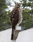 Sharp-shinned Hawk