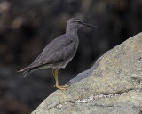 Wandering Tattler