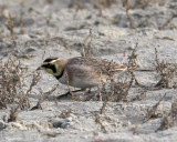 Horned Lark