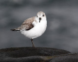 Sanderling