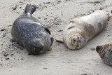 Harbor Seal