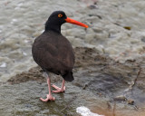 Black Oystercatcher