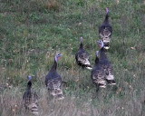 Wild Turkeys