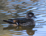 Wood Duck - female