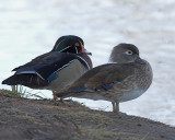 Wood Duck  - male and female