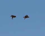 Red-tailed Hawks - displaying