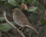 Hermit Thrush